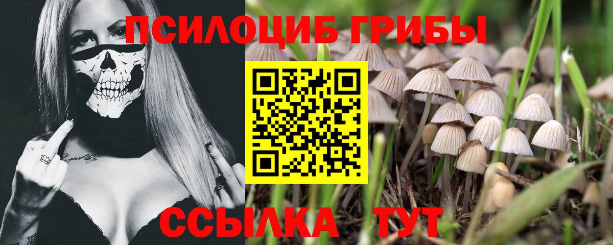 Псилоцибиновые грибы Psilocybe Майский